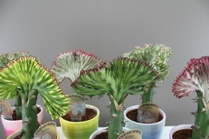 Coral Cactus