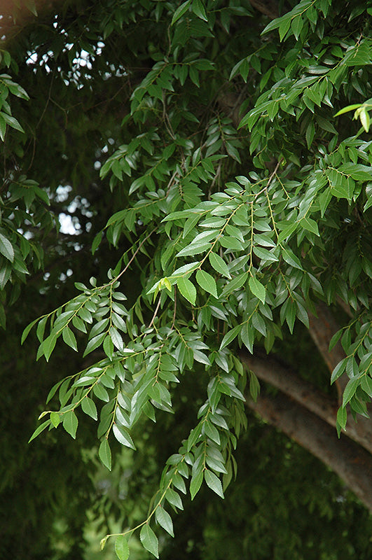 Drake Elm