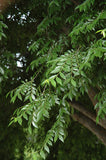 Drake Elm