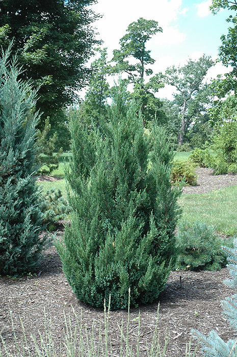 Blue Point Juniper