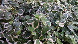 Creeping Fig