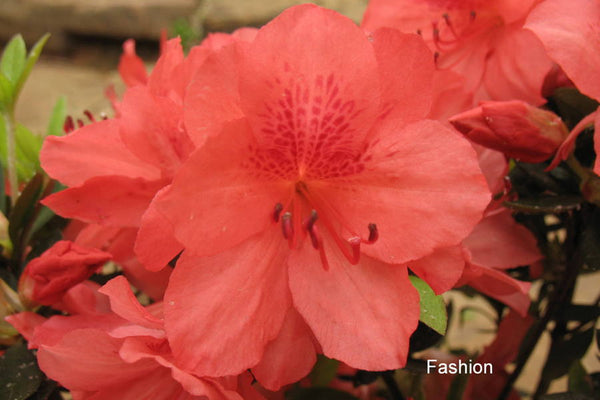 Azalea - Fashion
