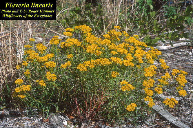Narrowleaf Yellow-Top - Native