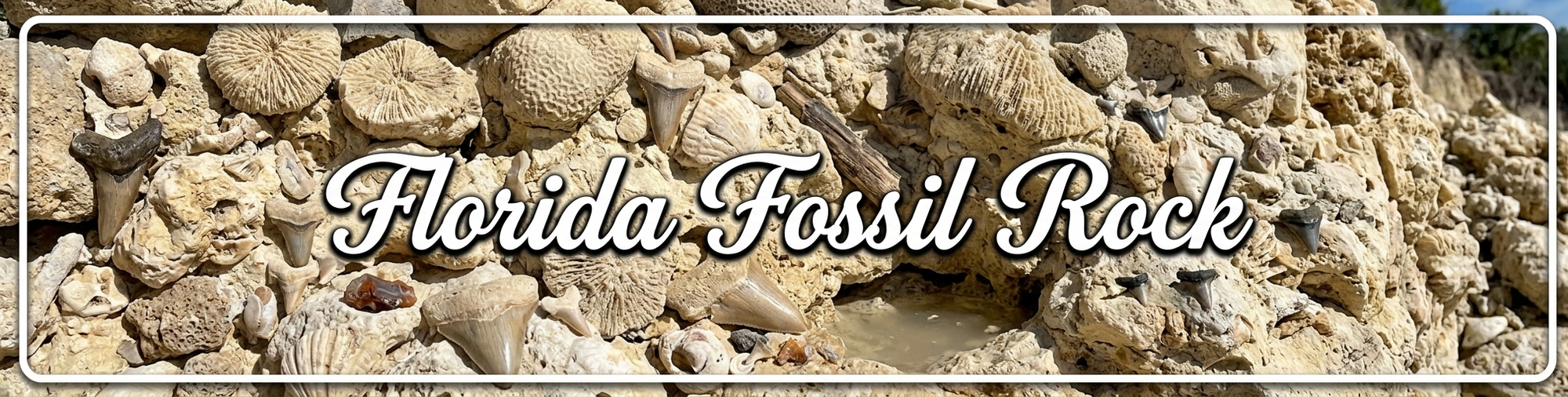 Florida Fossil Rock