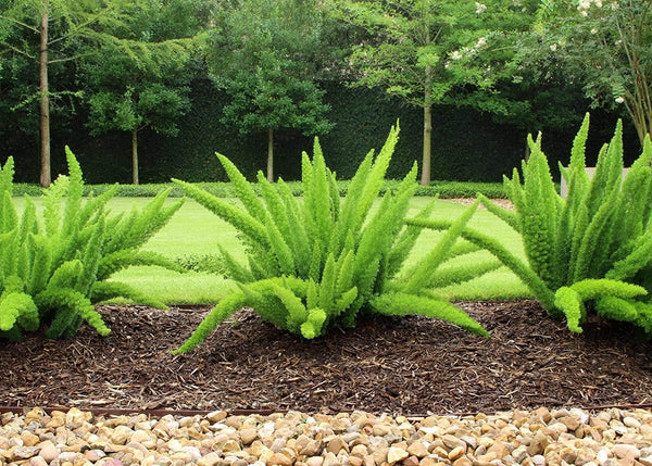 Foxtail Fern