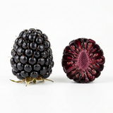 Fruit Blackberry