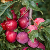 Fruit Plum