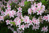Azalea - George L. Taber