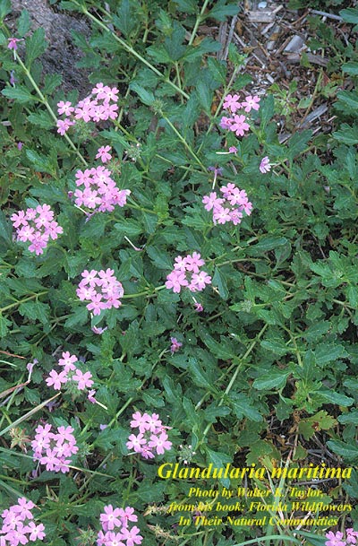 Beach Verbena - Native