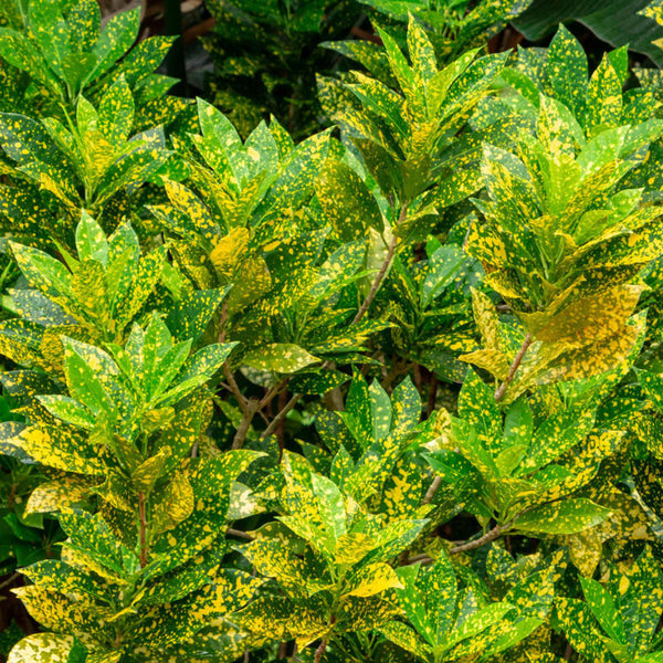 Croton - Gold Dust
