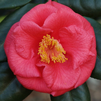 Camellia - Gunsmoke