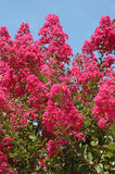 Crape Myrtle - Tuskegee
