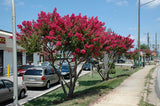 Crape Myrtle - Tuskegee
