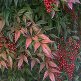 Nandina - Heavenly Bamboo
