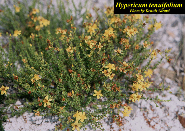 Atlantic St. John's Wort - Native