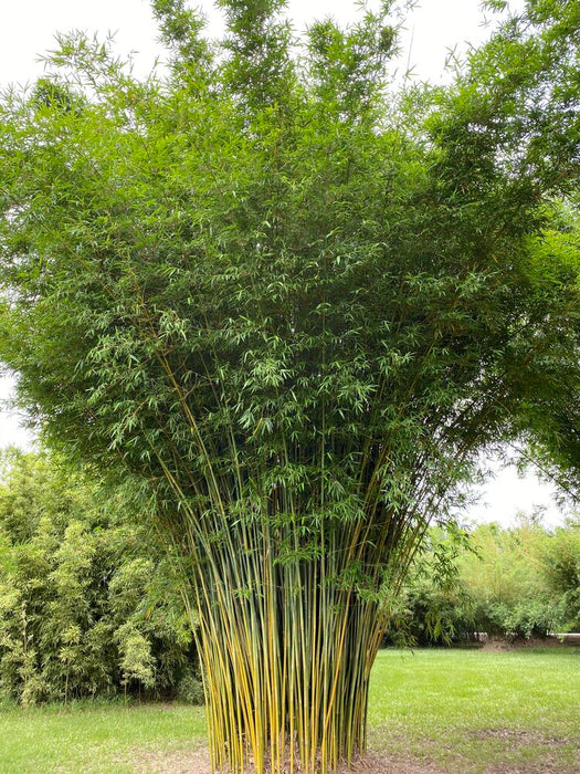 Bamboo - Graceful