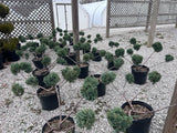 Gray Owl Juniper - Topiary