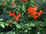 Cape Honeysuckle