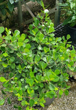 Clusia Dwarf "Nana"