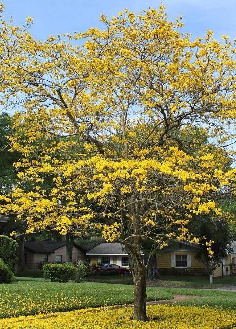 Yellow Tabebuia - Golden Trumpet Tree