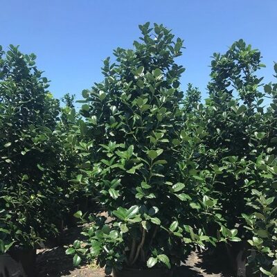 Auburn Holly