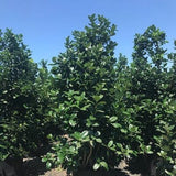 Auburn Holly