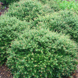 Schillings Dwarf Yaupon Holly