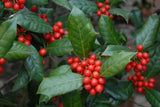 Burford Holly