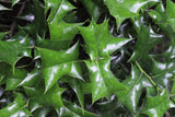 Chinese Holly