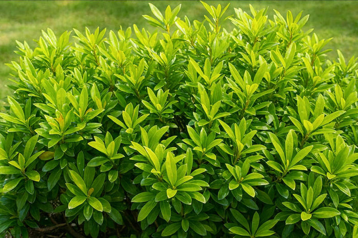 Yellow Anise