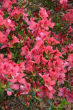 Azalea - Duc De Rohan