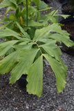 Fishtail Palm