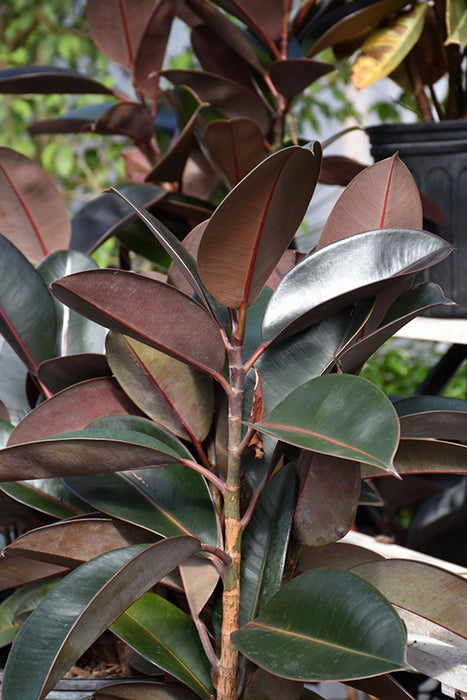 Burgundy Rubber Tree - Ficus