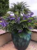 Jacaranda