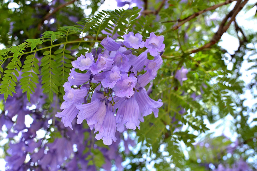 Jacaranda