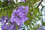 Jacaranda