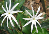 Star Jasmine