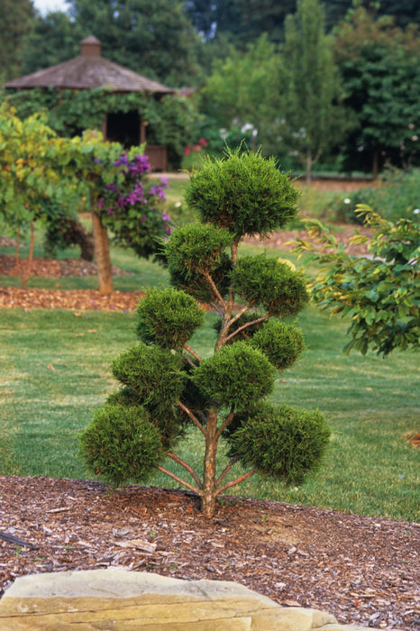 Juniper Topiary