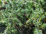 Blue Pacific Juniper
