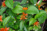Orange Justicia