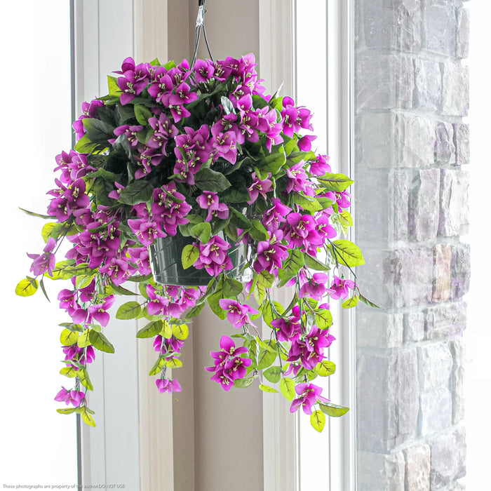 Bougaivillea Hanging Basket