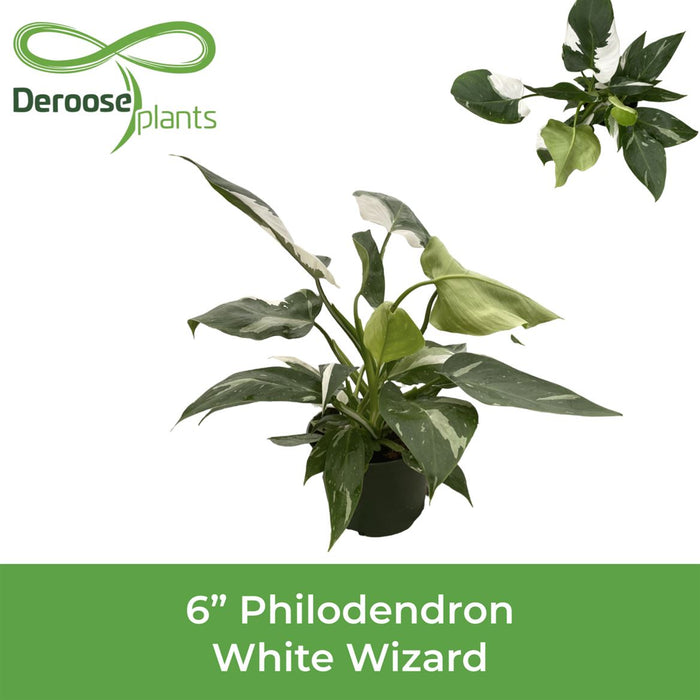 White Wizard Philodendron
