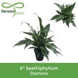 Peace Lily