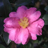 Camellia - Kanjiro Pink