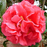Camellia - Kramer's Supreme