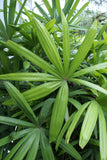 Lady Palm