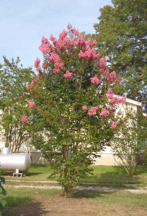 Crape Myrtle - Sioux