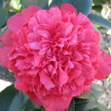 Camellia - Laura Walker
