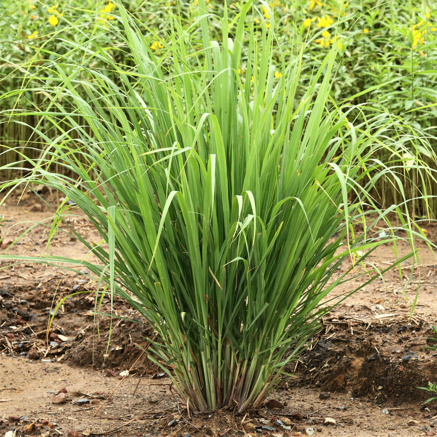 Lemon Grass