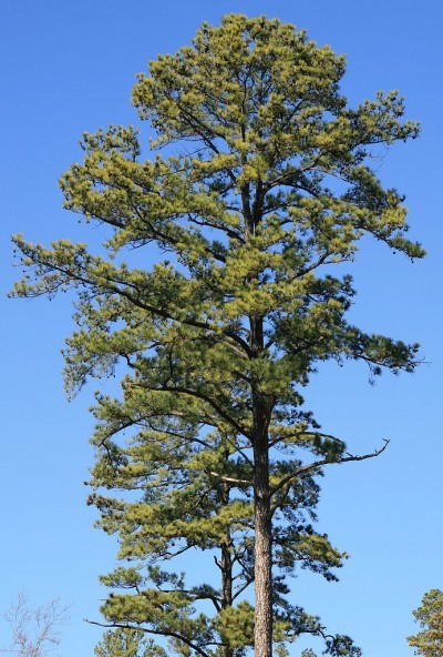 Loblolly Pine